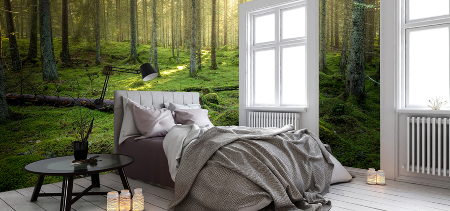 Beautiful Forest